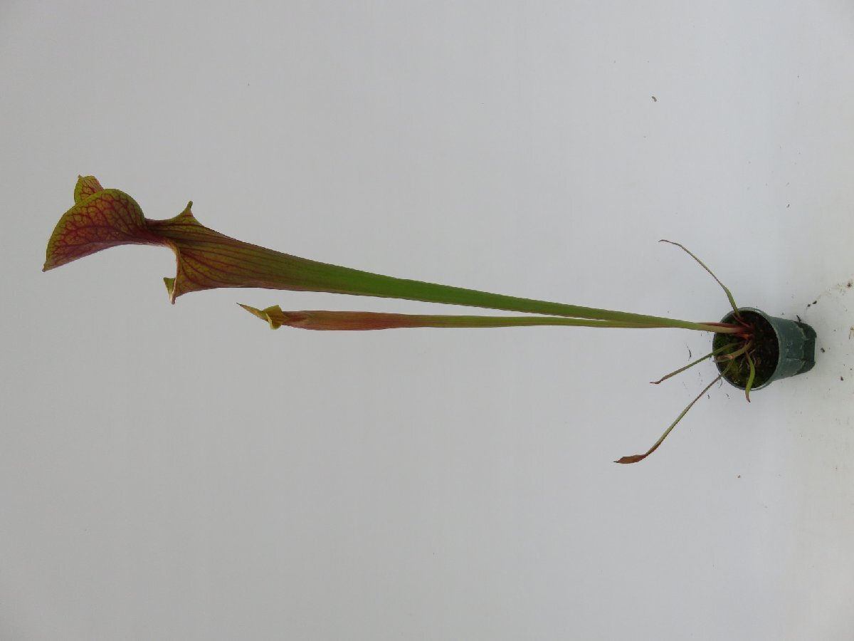 S.flava var atropurpurea MK F27a CK 3号【現品限り】サラセニア 食虫植物_15141_画像3