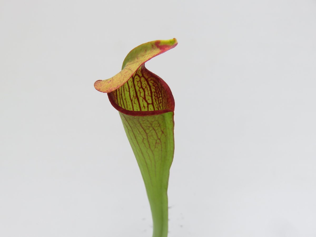 S.alata purple Throat(giant very large pitcher) S.Leneeen CV 3号【現品限り】サラセニア 食虫植物_15173_画像4