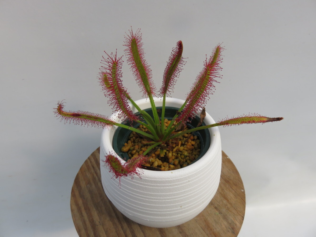 Drosera Capensis broad leaf　２号　丸鉢付き【人気品種】食虫植物　ドロセラ　モウセンゴケ_画像7