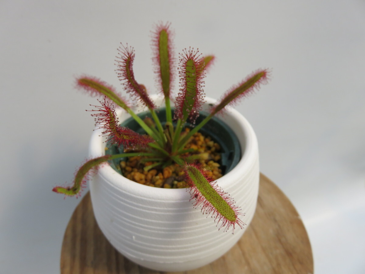 Drosera Capensis broad leaf　２号　丸鉢付き【人気品種】食虫植物　ドロセラ　モウセンゴケ_画像3