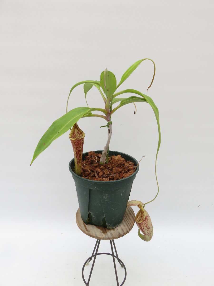 N.rafflesiana dark black オス Endo 5号【現品限り】ネペンテス 食虫植物_15096の画像2