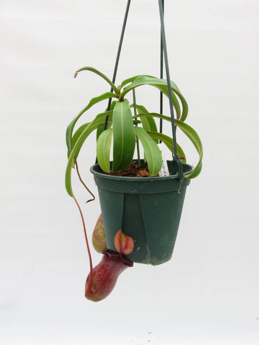 N.(ventricosa × sibuyanensis)× burkei 吊り手付き 5号【現品限り】ネペンテス 食虫植物_15134_画像3