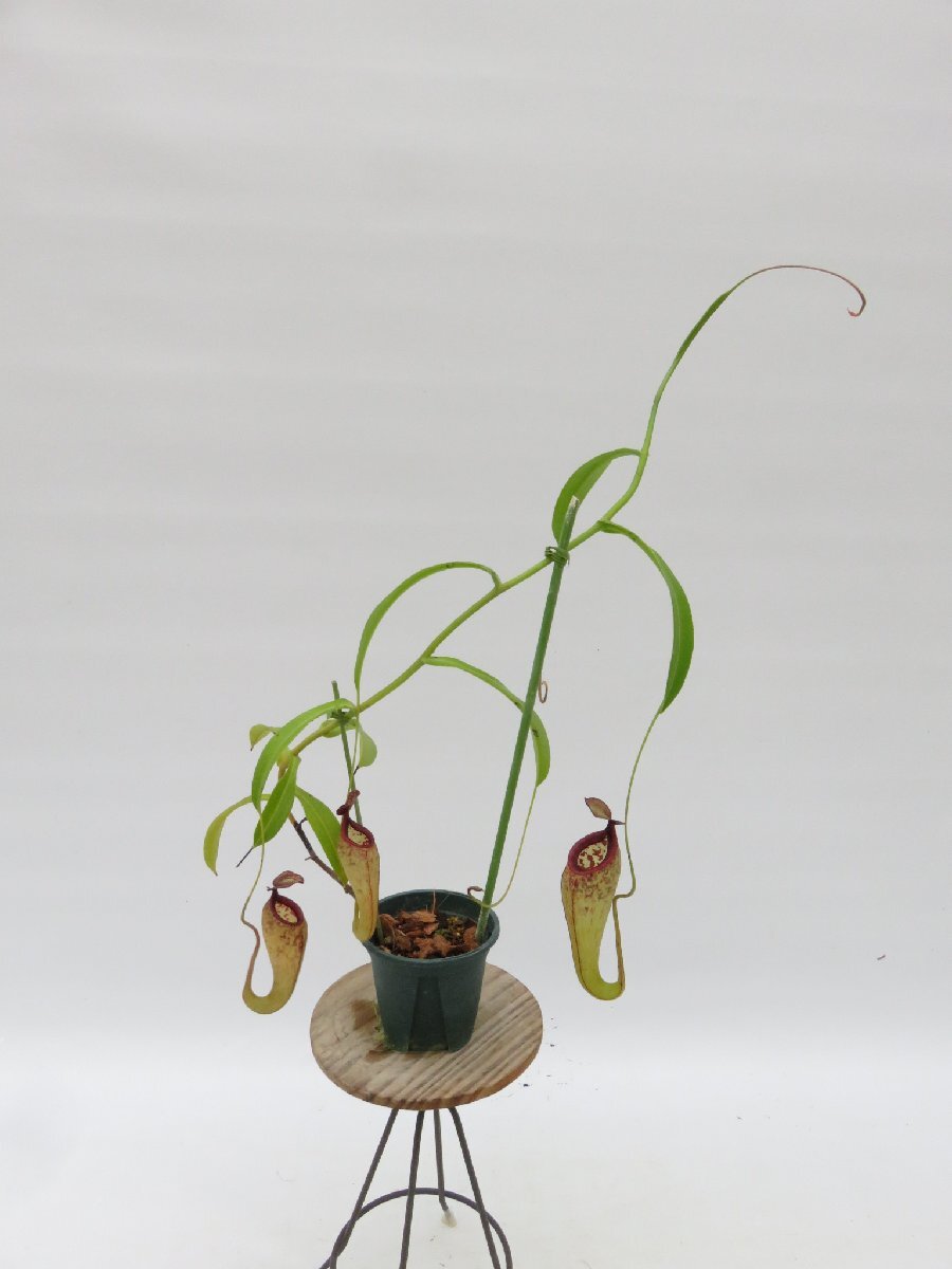 N.maxima(h) × aristolochioides EPH-1-15-1 オス 2.5号【現品限り】ネペンテス 食虫植物_15121_画像3