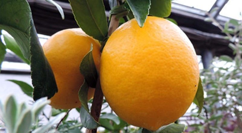 【農薬不使用】グランドレモンの種7粒