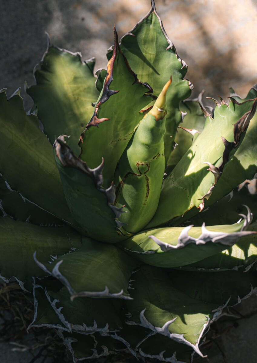 【訳アリ】Agave titanota 'RedCatweezle' (アガベ チタノタ レッドキャットウィーズル)_画像9