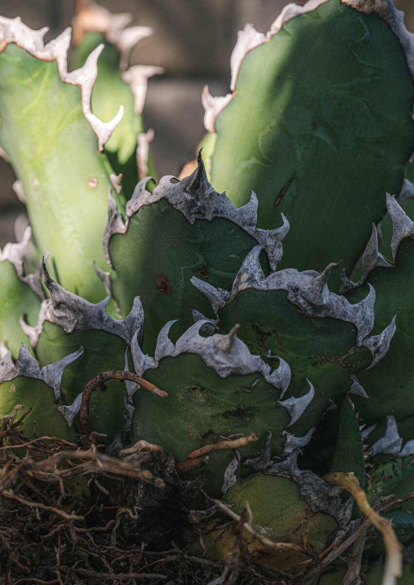 【訳アリ】Agave titanota 'RedCatweezle' (アガベ チタノタ レッドキャットウィーズル)_画像6