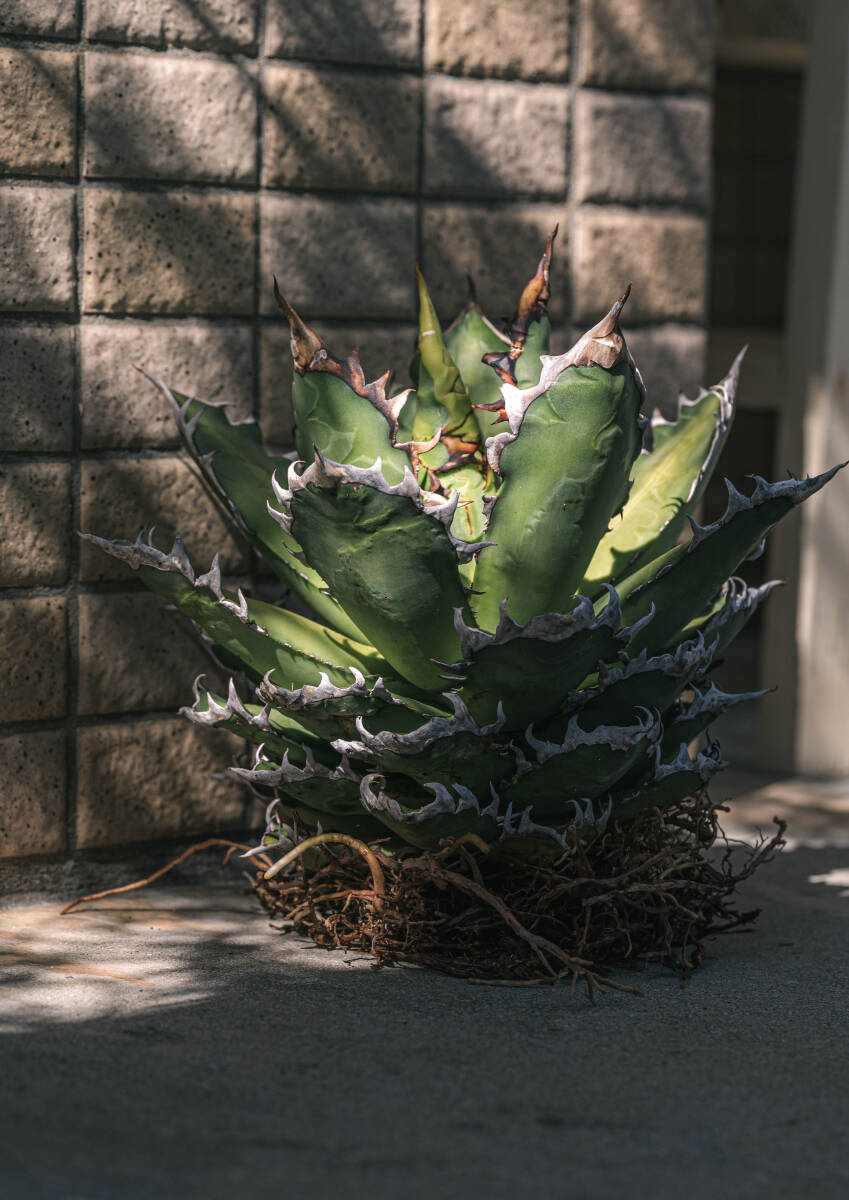 【訳アリ】Agave titanota 'RedCatweezle' (アガベ チタノタ レッドキャットウィーズル)_画像4