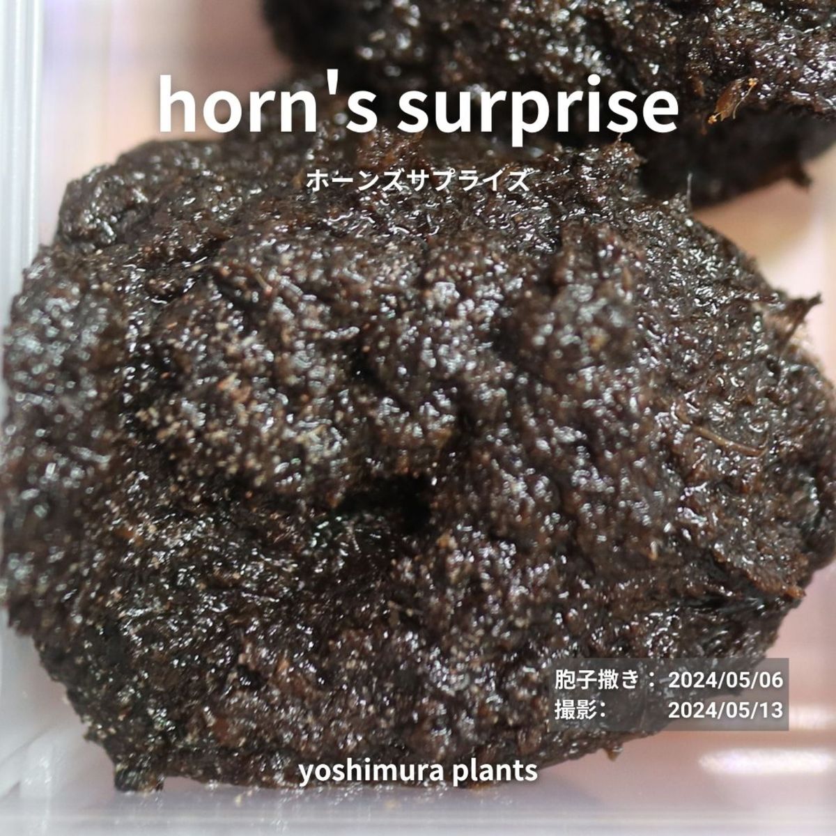[胞子] horn's surprise ホーンズサプライズ　ビカクシダ