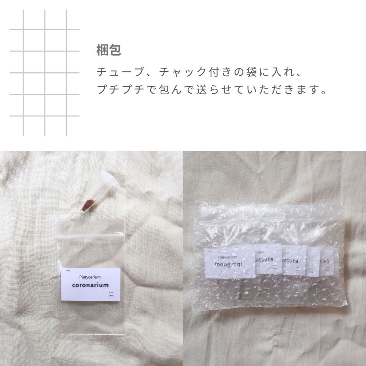 ビカクシダ胞子 10種セット|Yahoo!フリマ(旧PayPayフリマ) ビカクシダ胞子 10種セット|Yahoo!フリマ(旧PayPayフリマ)
