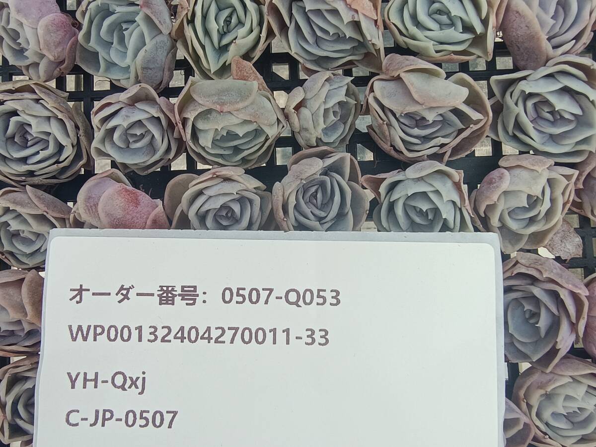 0507-Q053 ブルーサプライズ100個 多肉植物 韓国 エケベリアの画像3