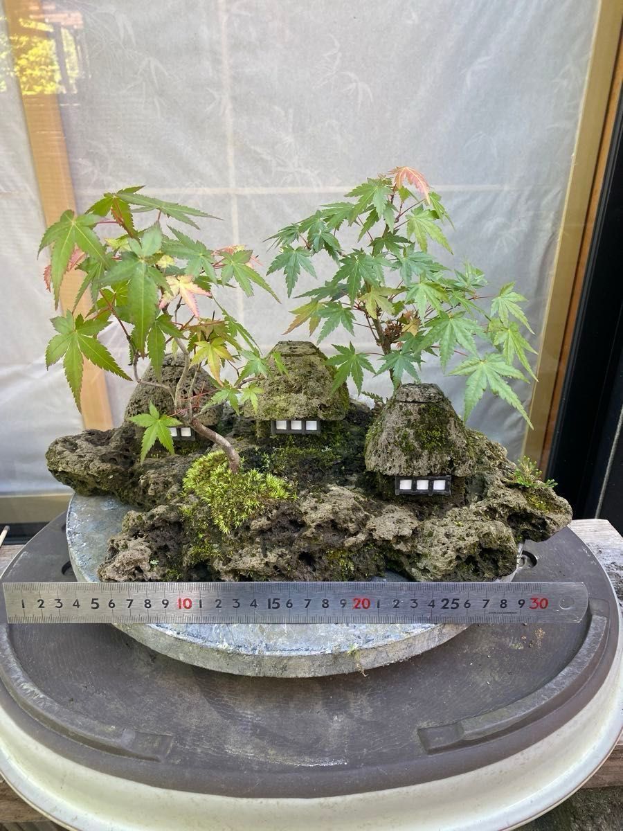 軽石鉢盆栽 