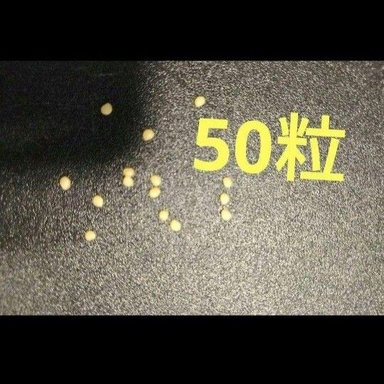 食用ほおずき種　太陽の子　種　　ほおずき種　50粒　早い者勝ち　お買い得