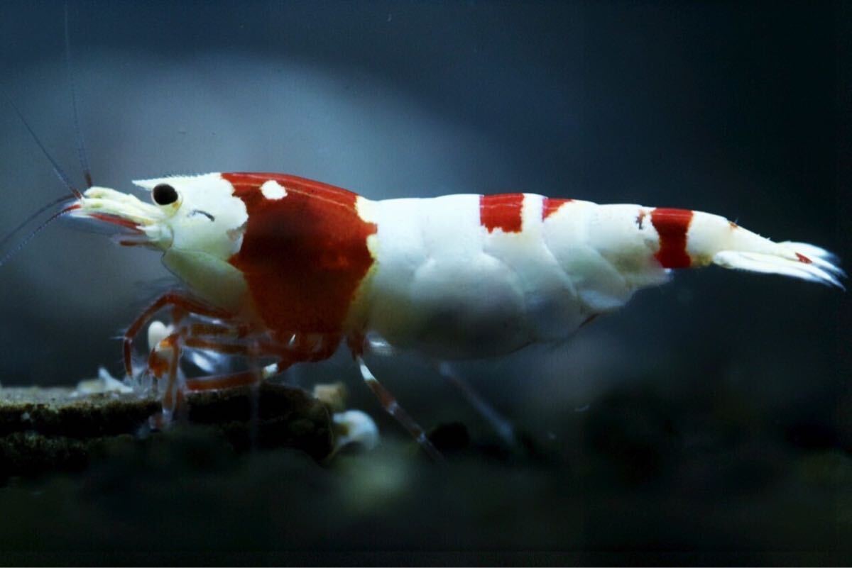 《Howl＆Louis》Red Bee Shrimp ハイグレード 種親 もりもり抱卵 ⑤の画像1