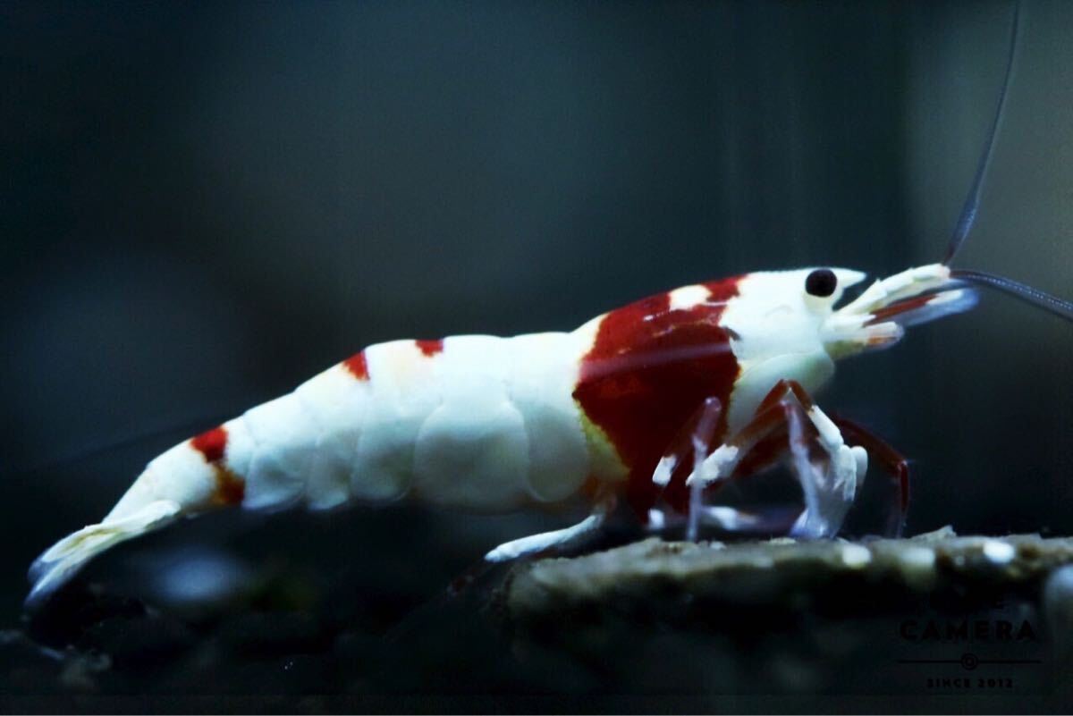 {Howl&Louis}Red Bee Shrimp high grade . individual parent .. perhaps * ④