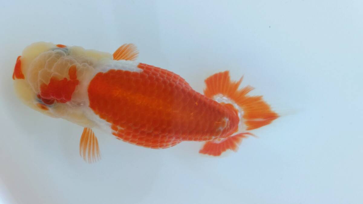 [. moreover, .. beginner golgfish .]N152.. Fuji Hara . series this year fish quality goods 