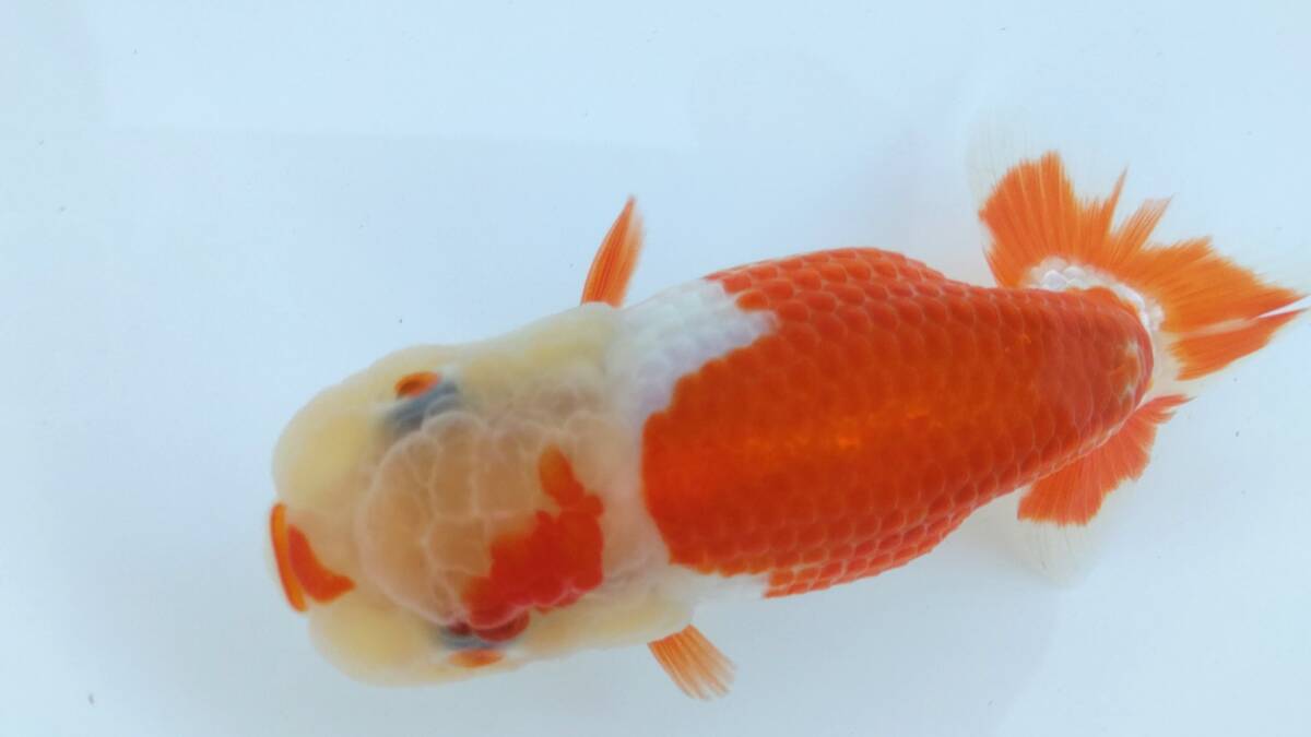 [. moreover, .. beginner golgfish .]N152.. Fuji Hara . series this year fish quality goods 