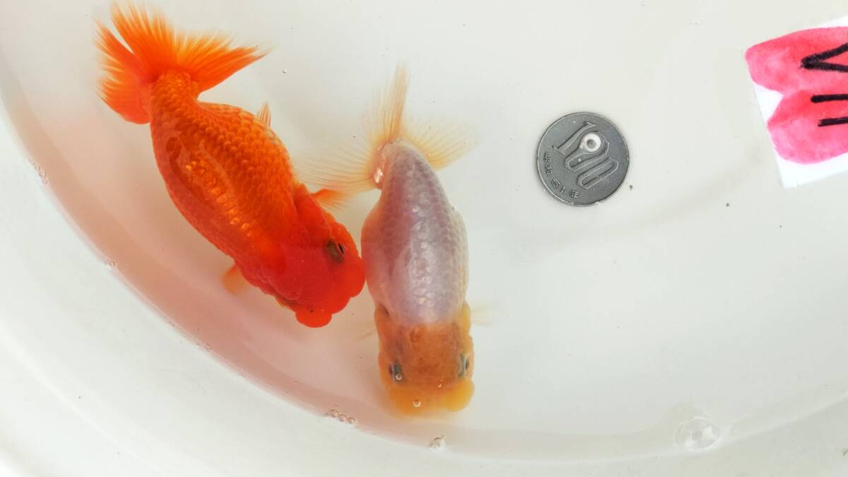 [. moreover, .. beginner golgfish .]N164 3 pcs set .. Fuji Hara . series this year fish 