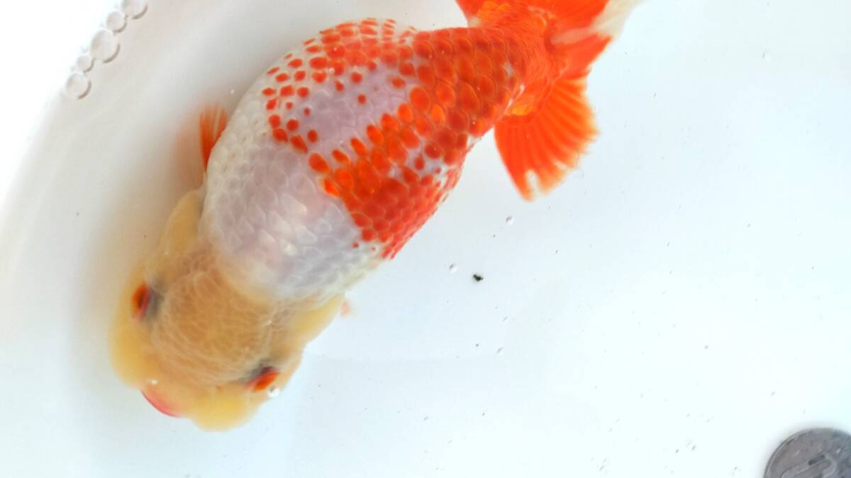 [. moreover, .. beginner golgfish .]N182.. Fuji Hara . series this year fish ( highest. appreciation fish as )