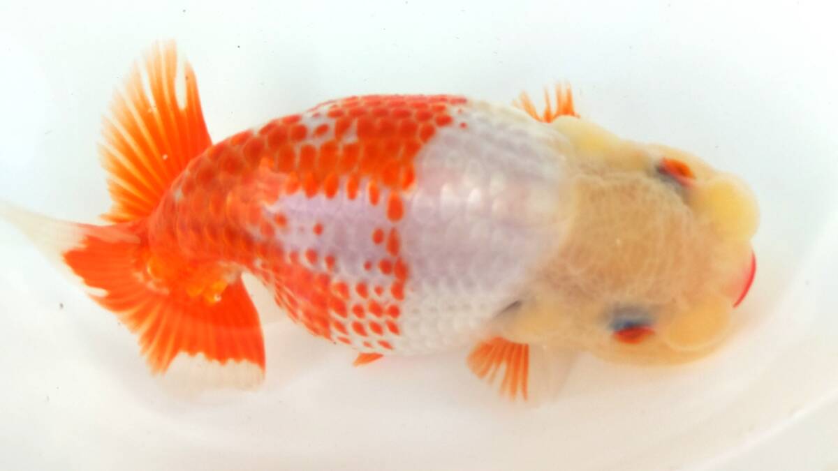 [. moreover, .. beginner golgfish .]N182.. Fuji Hara . series this year fish ( highest. appreciation fish as )