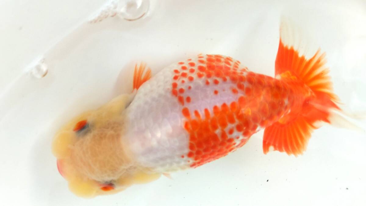 [. moreover, .. beginner golgfish .]N182.. Fuji Hara . series this year fish ( highest. appreciation fish as )