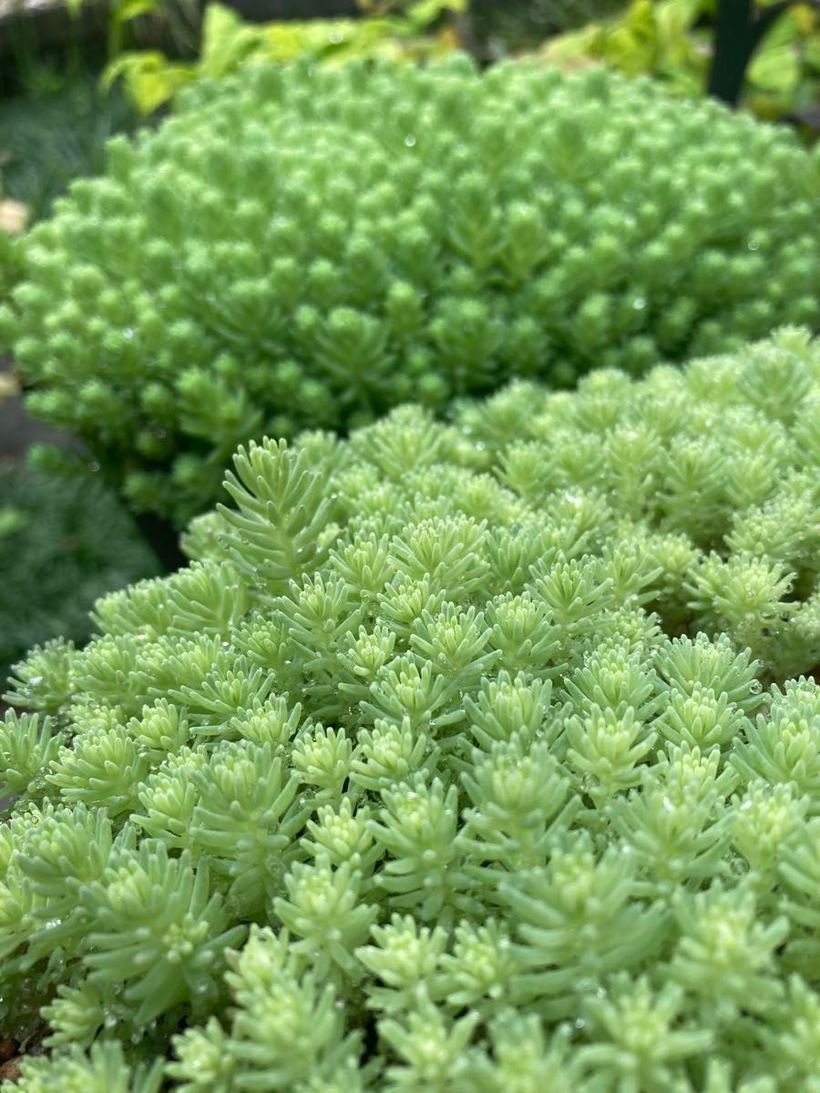 おまけ→ジョセリンカット苗2株　初心者様向け多肉植物セダム寄せ植えちまちま寄せ　パープルヘイズ姫秋麗斑入りパリダムプロリフィカ