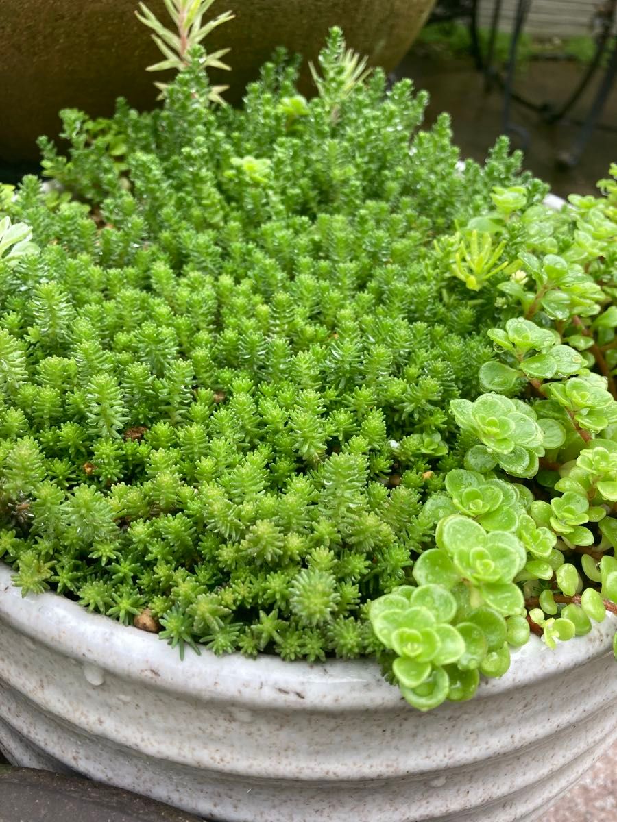 おまけ→ジョセリンカット苗2株　初心者様向け多肉植物セダム寄せ植えちまちま寄せ　パープルヘイズ姫秋麗斑入りパリダムプロリフィカ