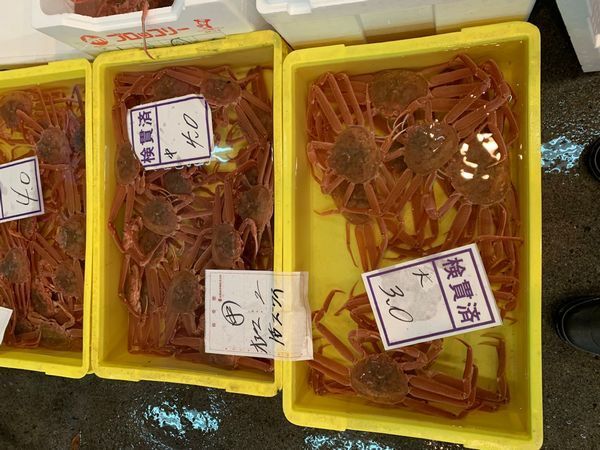 1円～北海道産生ズワイガニ6ｋｇ（15～25尾前後）〔B〕北港直販☆ずわい・蟹・かに〔代引き不可〕_画像1