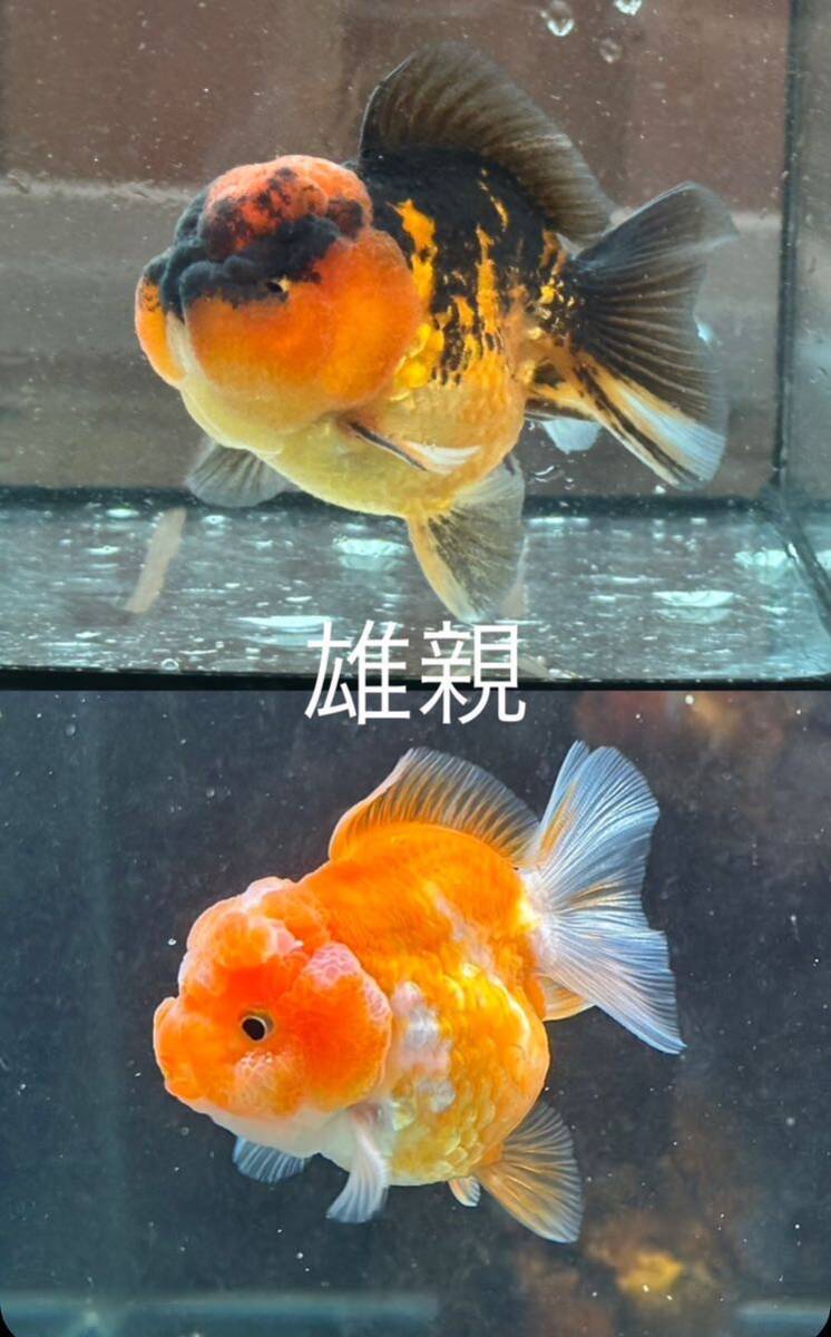 【菊穂】オランダST当歳 4匹 ショートボディ 親魚写真ありの画像10