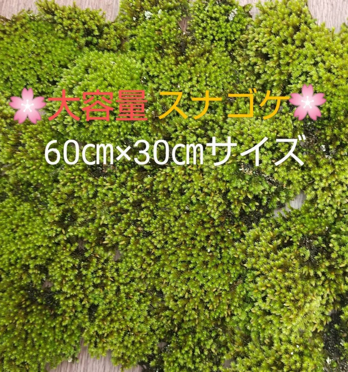 スナゴケ大容量120×60cm☆ シノブゴケ120×120cmサイズ★盆栽 ・テラリウム素材 ・植木周りに補充★宅急便配送