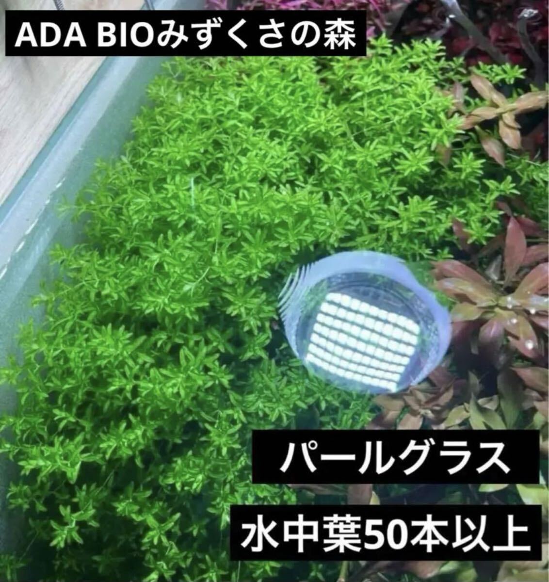 【水草】パールグラス　水中葉50本以上！ADA BIOみずくさの森_画像1