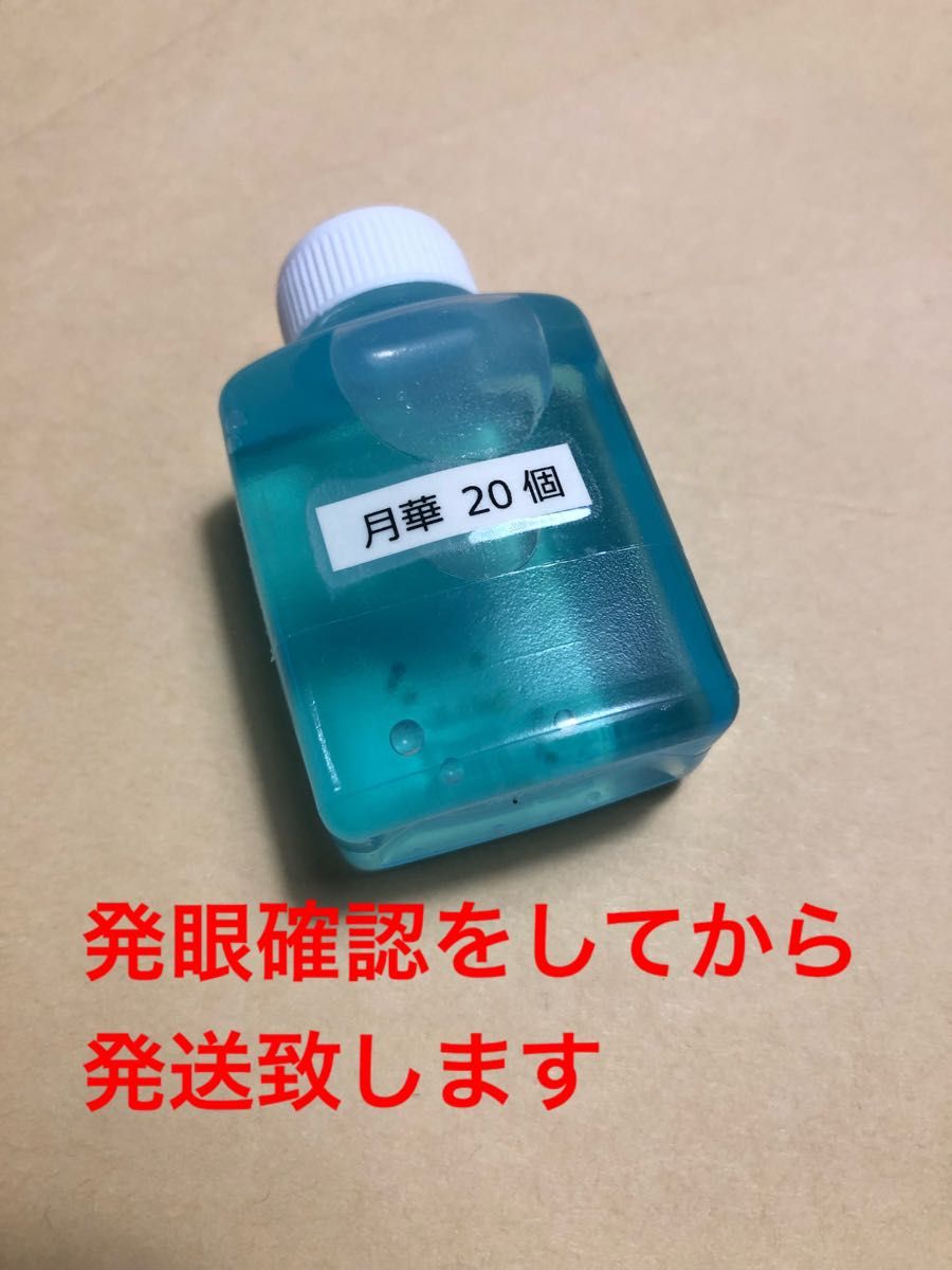 【発眼確認ずみ】マリアージュキッシングワイドフィン エメラルドタイプ エメキン 卵20個プラス補償分 