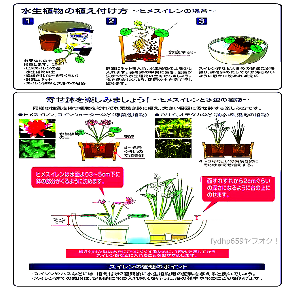 送料無料ネ「 姫睡蓮 無農薬 苗 」 日本 ヘルボラ ミニ 耐寒性 睡蓮 ビオトープ 水質 浄化 黄 白 ヒメスイレン 水草 メダカ 金魚 にも_参考（※譲渡品でない）