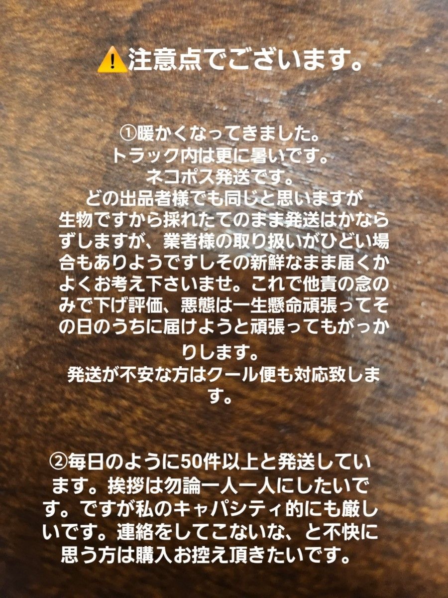 山形鳥海山産　朝摘み天然ばんけ約300g(訳ありふきのとう)蕗の薹　春野菜　山菜