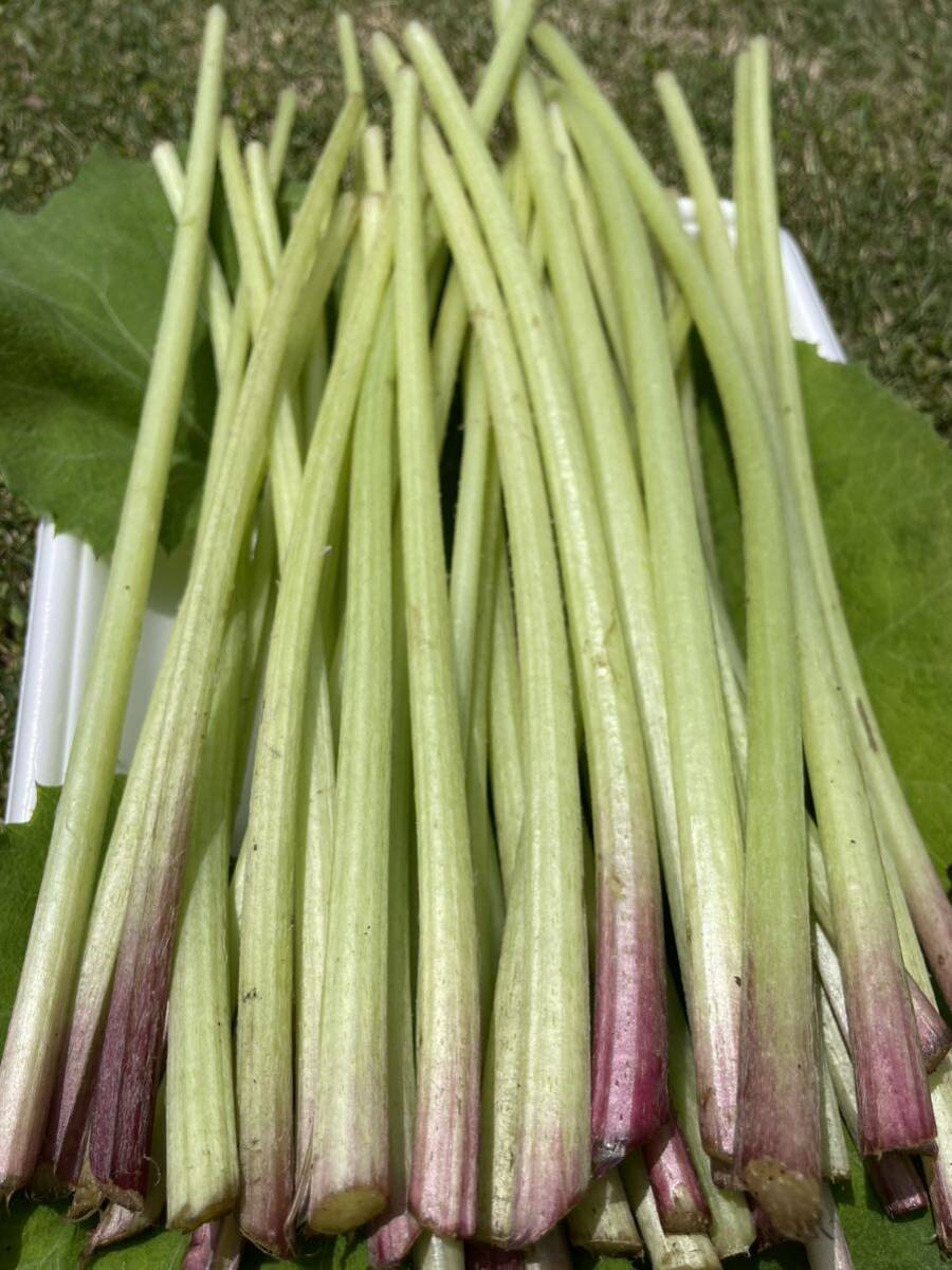 フキ　山ふき(野ぶき) 800g 千葉県産無農薬