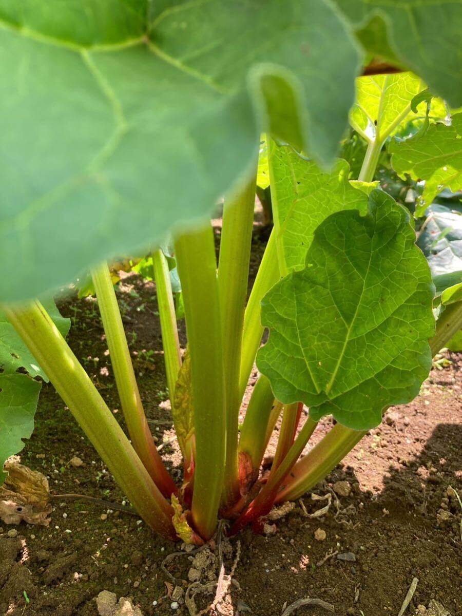 無農薬ルバーブ　1.7キロ　千葉県産露地栽培野菜 _画像1