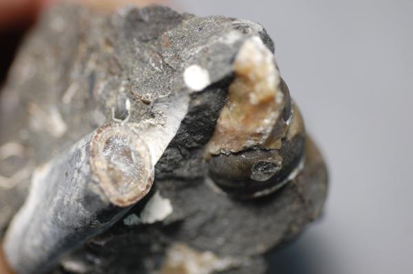巻貝化石　北海道　羽幌産　　（化石 鉱物 鑑賞石）ID3222_画像7