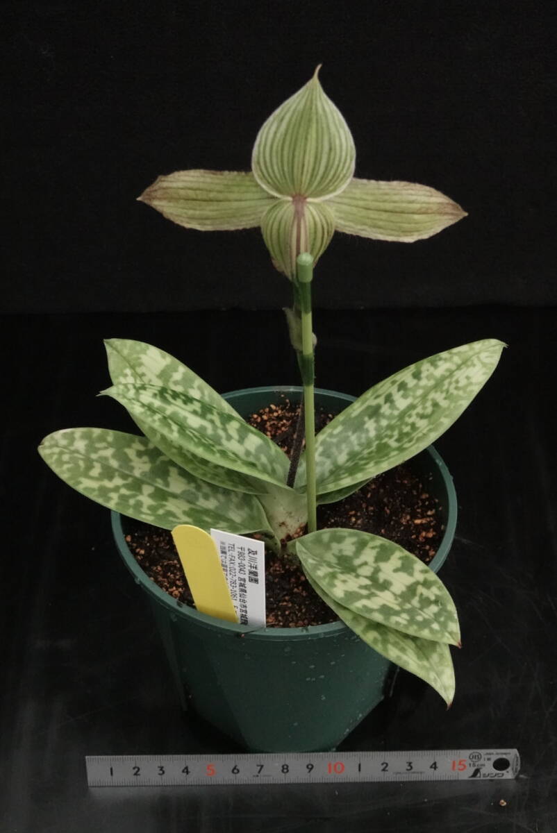 一点物 開花中 最終販売！ Paph sukhakulii ('Beta'×'Tokyo Harmony') ② 原種 パフィオ 洋蘭_画像5