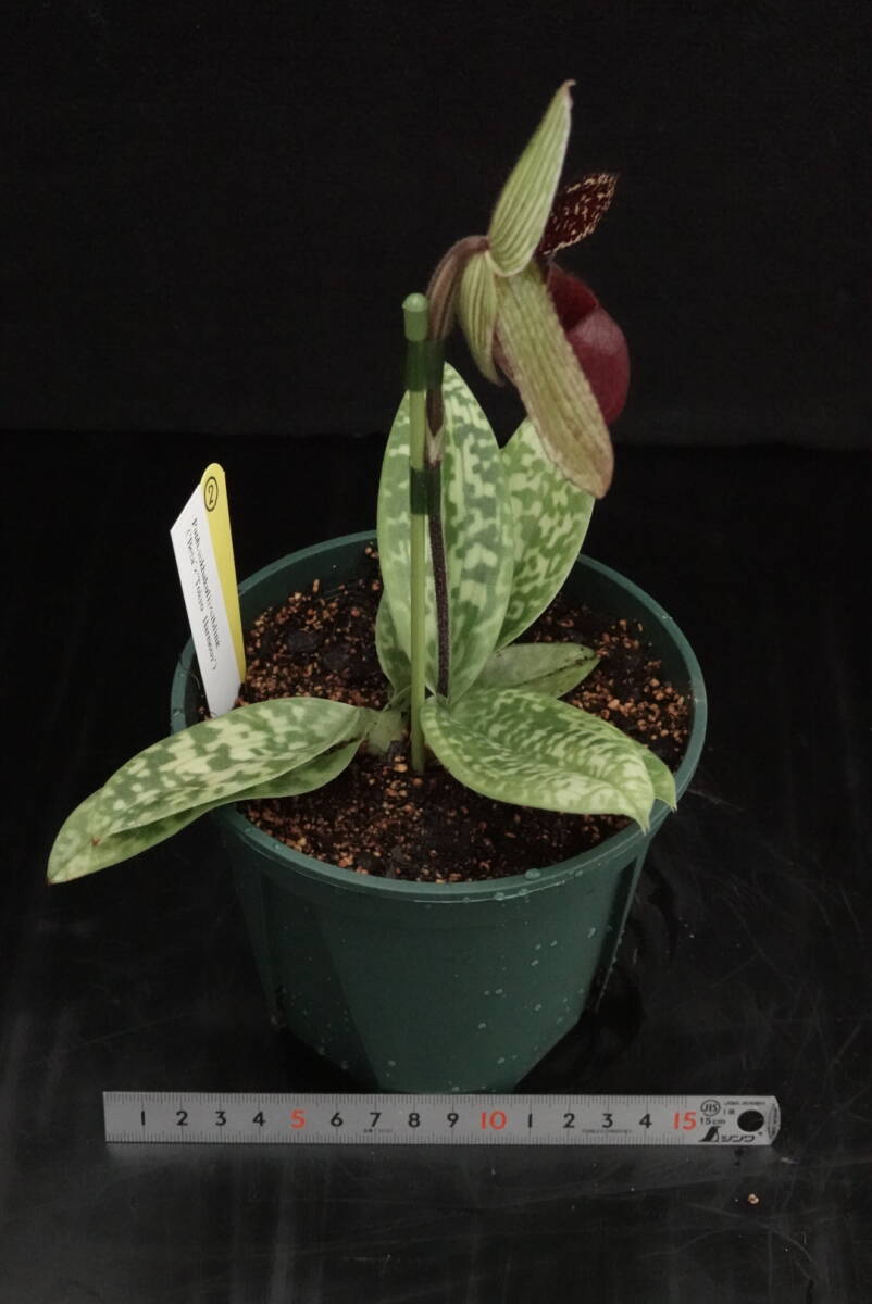 一点物 開花中 最終販売！ Paph sukhakulii ('Beta'×'Tokyo Harmony') ② 原種 パフィオ 洋蘭_画像4