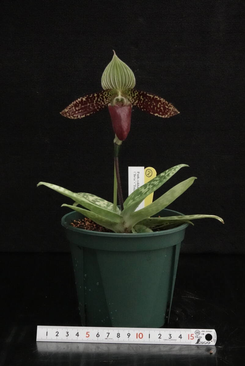 一点物 開花中 最終販売！ Paph sukhakulii ('Beta'×'Tokyo Harmony') ② 原種 パフィオ 洋蘭_画像2