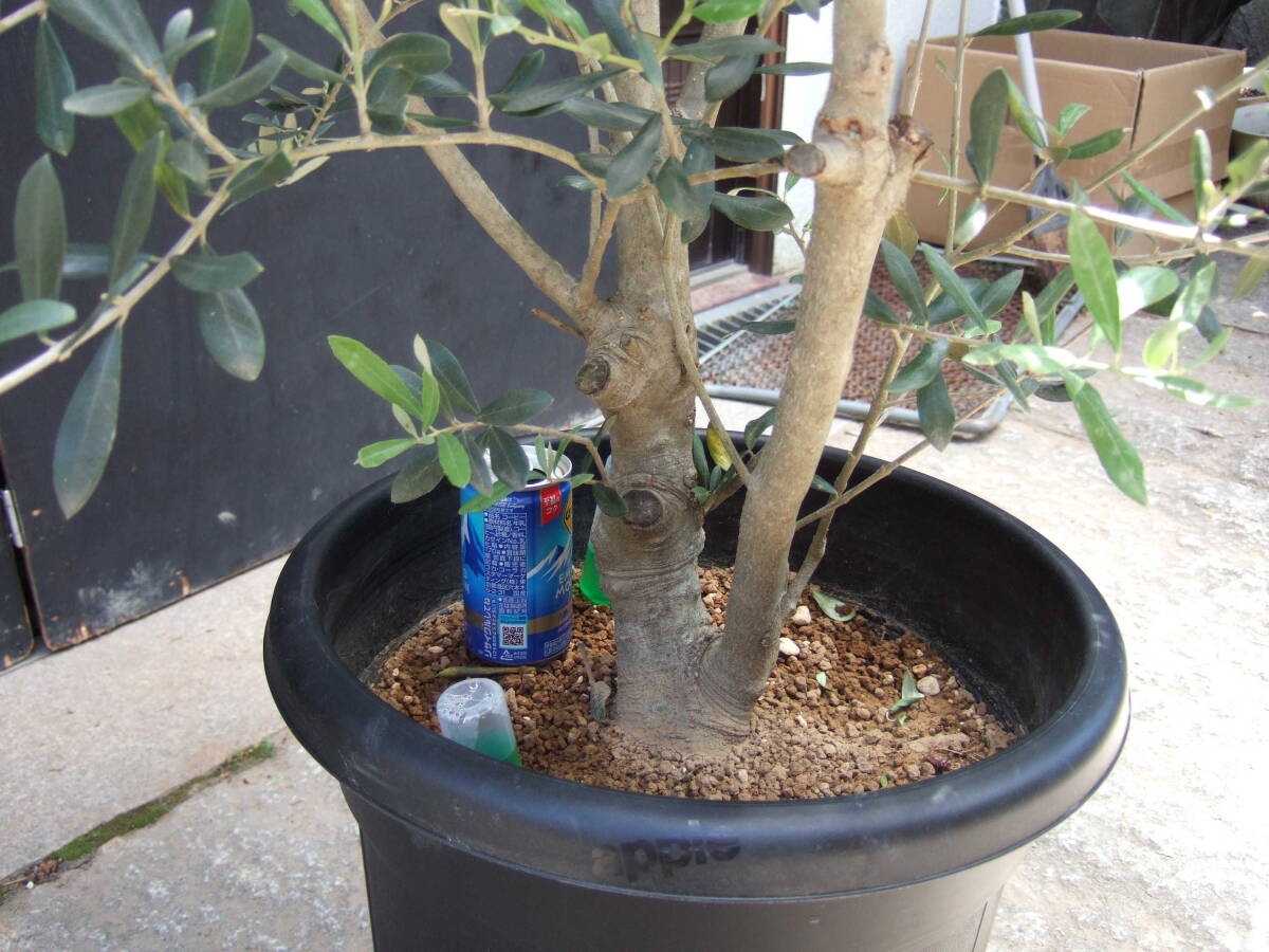 * small legume island .... olive mission potted plant 180cm
