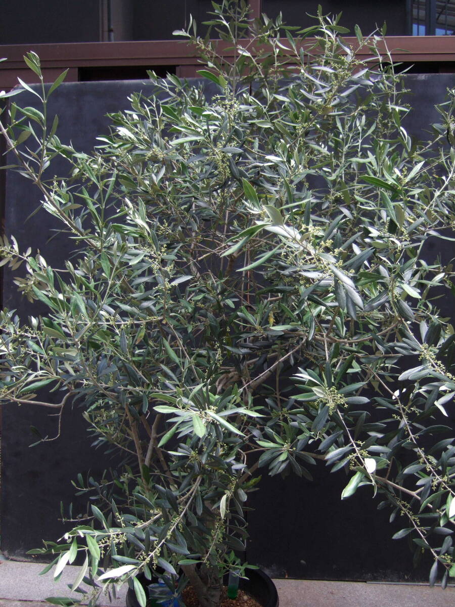 * small legume island .... olive mission potted plant 180cm