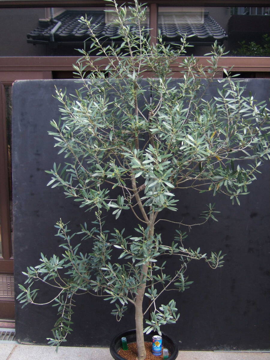 * small legume island .... olive mission potted plant 200cm