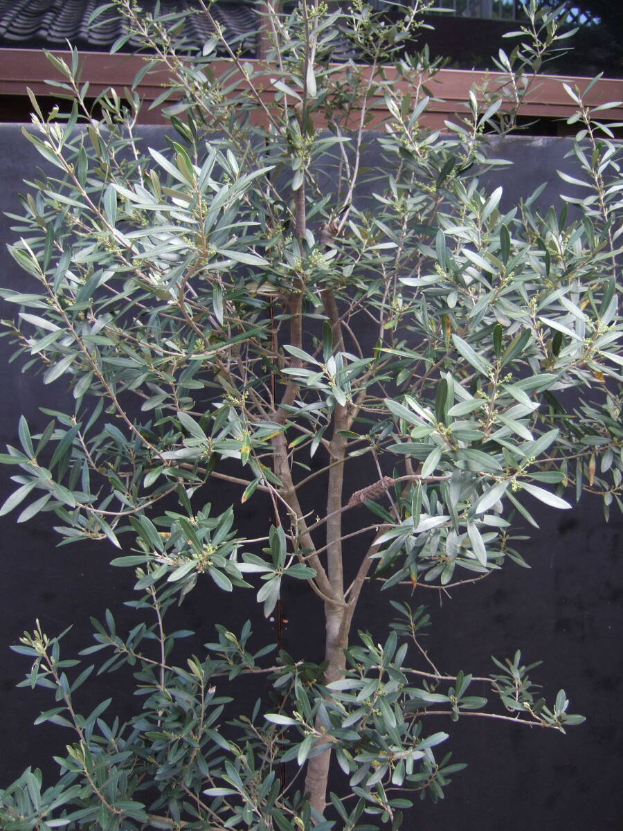 * small legume island .... olive mission potted plant 200cm