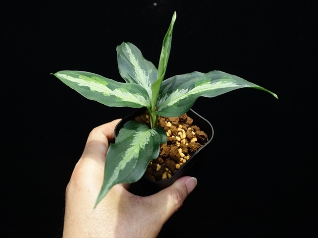 管12:Aglaonema pictum Eureka from ADA LAB【22/04/2022】80サイズ_画像5