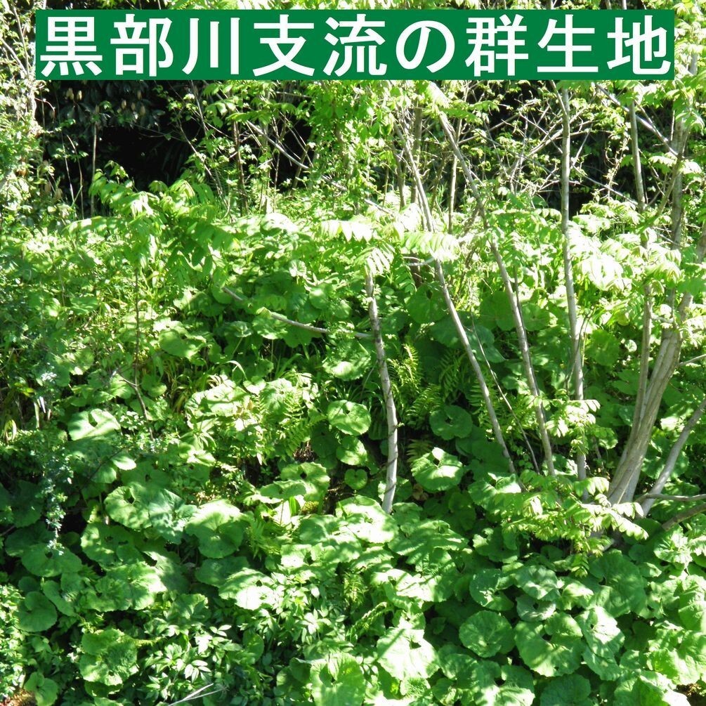 クール便発送【送料無料】(関東 東海 近畿 北陸 信越)　黒部産 天然 山蕗 ふき フキ(長くてスリム)保冷剤＆新鮮パック 80サイズ 2,500g_画像9