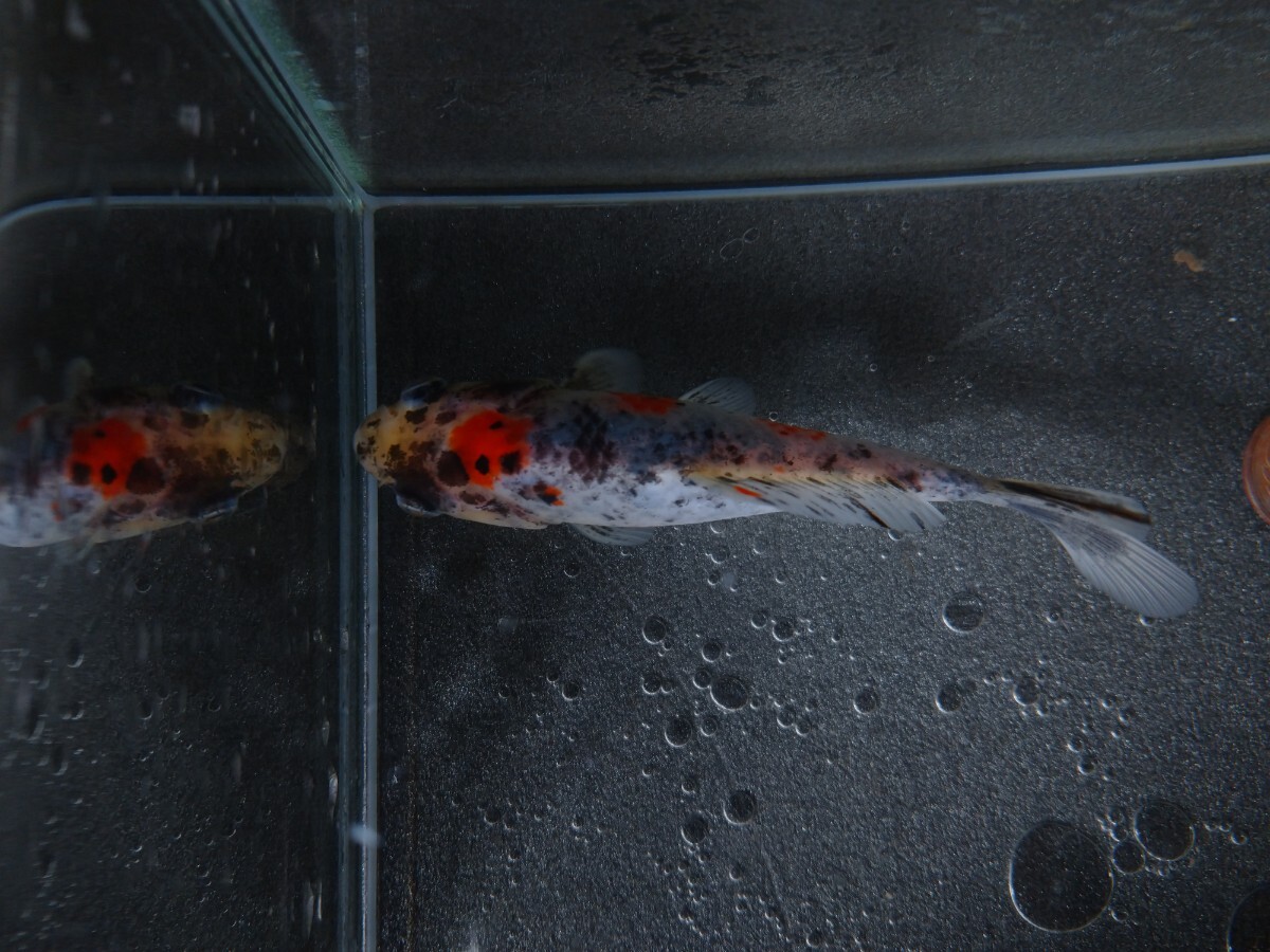 同梱可能！ 上物！ おぎの養魚場 銀鱗和金 約11cm No5 荻野養魚場 銀鱗墨和金 銀鱗三色和金_画像9