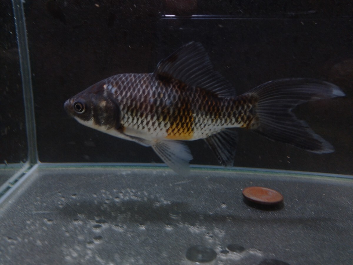 同梱可能！ 上物！ おぎの養魚場 銀鱗朱文金 約14cm 荻野養魚場_画像2