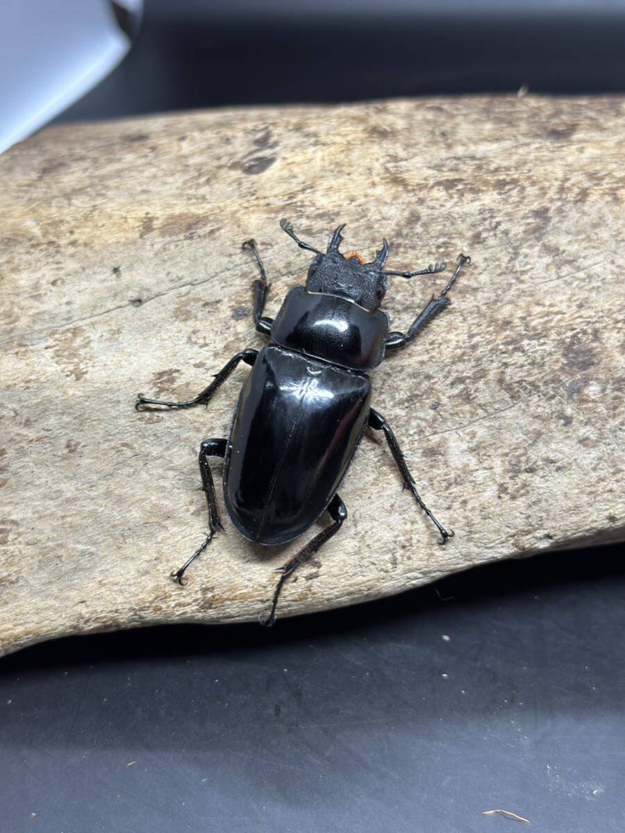 ダイスケ ギラファノコギリクワガタ　♂♀ペア　新成虫　後食済　ネグロス島産_画像8