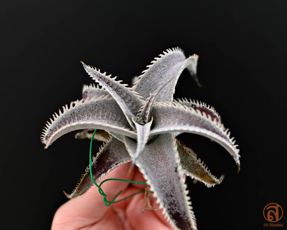 S-Dyckia -ディッキア-4-★★★★★★Marnier-lapostollei Giant clone★★★★★★_画像3