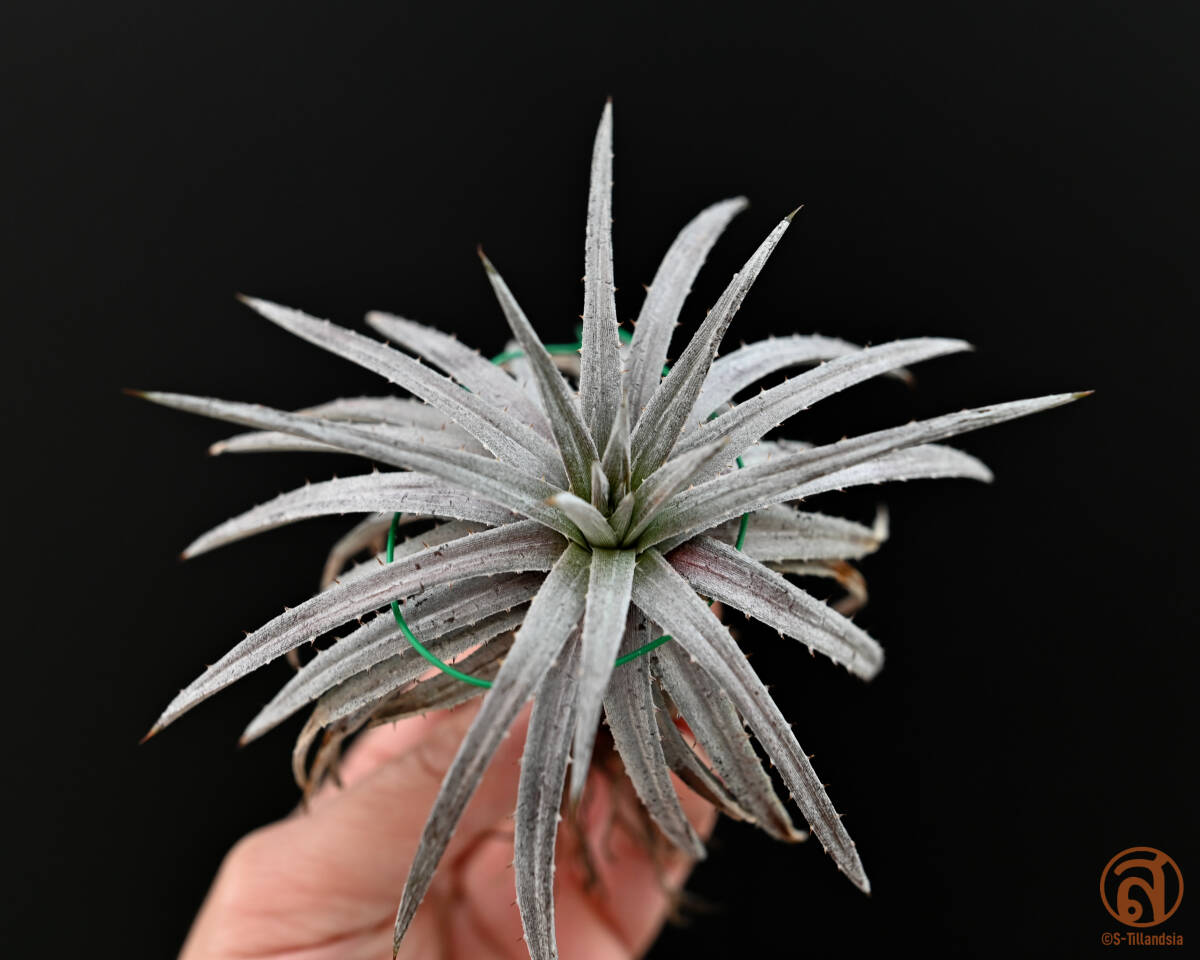 S-Dyckia -ti Kia -12-******Chroistaminea select silver******